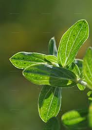 Attēlu rezultāti vaicājumam “Hypericum perforatum leaf”