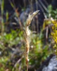 Attēlu rezultāti vaicājumam “Epirhoe tristata”