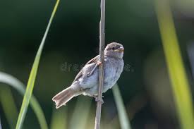 Attēlu rezultāti vaicājumam “Passer domesticus juvenile”