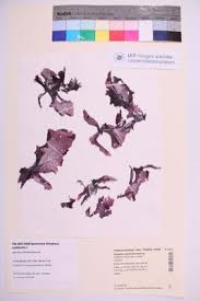 Attēlu rezultāti vaicājumam “Nitella flexilis”