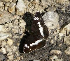 Attēlu rezultāti vaicājumam “Limenitis camilla”