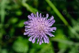 Image result for Knautia arvensis
