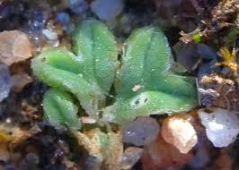 Attēlu rezultāti vaicājumam “Trichia erecta”