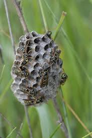 Attēlu rezultāti vaicājumam “Polistes nimpha”