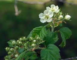 Attēlu rezultāti vaicājumam “Crataegus submollis”