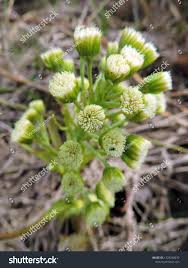 Attēlu rezultāti vaicājumam “Petasites spurius”