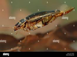 Attēlu rezultāti vaicājumam “Dytiscus marginalis”