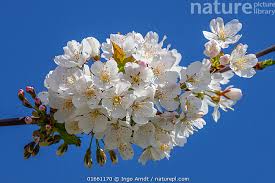 Attēlu rezultāti vaicājumam “Prunus avium flower”