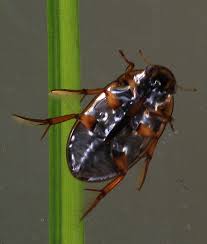 Attēlu rezultāti vaicājumam “Hydrophilidae”