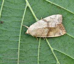 Attēlu rezultāti vaicājumam “Cosmia trapezina”