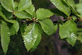 Attēlu rezultāti vaicājumam “Castanea sativa  leaf”