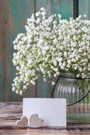 Attēlu rezultāti vaicājumam “Gypsophila paniculata”