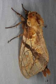 Attēlu rezultāti vaicājumam “Notodontidae”