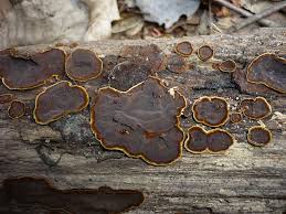 Attēlu rezultāti vaicājumam “Hymenochaete tabacina”