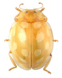 Attēlu rezultāti vaicājumam “Halyzia sedecimguttata”