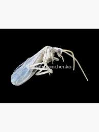 Attēlu rezultāti vaicājumam “Coniopterygidae”