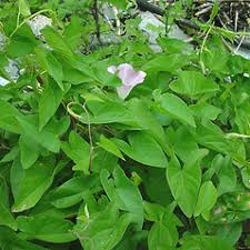 Attēlu rezultāti vaicājumam “Calystegia sepium flower”