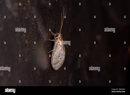 Attēlu rezultāti vaicājumam “Hemerobiidae”