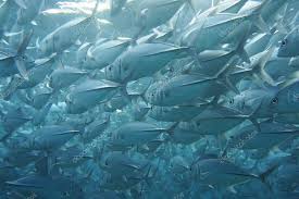 Image result for Pseudocaranx dentex