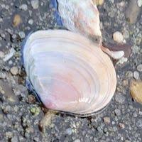 Attēlu rezultāti vaicājumam “Macoma baltica”