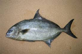 Image result for Seriola rivoliana