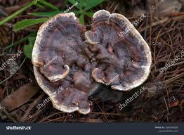 Attēlu rezultāti vaicājumam “Hydnellum aurantiacum”