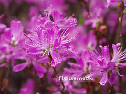 Attēlu rezultāti vaicājumam “Rhododendron canadense”