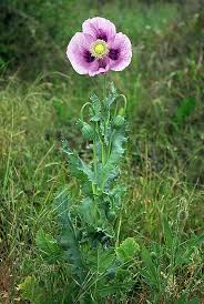 Image result for Papaver somniferum