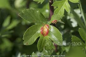 Attēlu rezultāti vaicājumam “Gymnosporangium sp.”