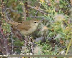 Attēlu rezultāti vaicājumam “Acrocephalus dumetorum”