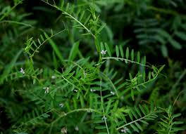 Attēlu rezultāti vaicājumam “Vicia hirsuta bud”