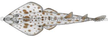 Image result for Pseudobatos lentiginosus