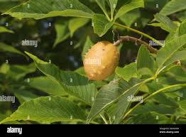 Attēlu rezultāti vaicājumam “Aesculus flava fruit”