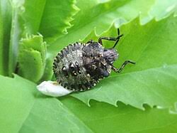 Attēlu rezultāti vaicājumam “Pentatoma rufipes”