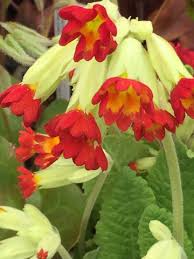 Attēlu rezultāti vaicājumam “Primula veris var. rubra”