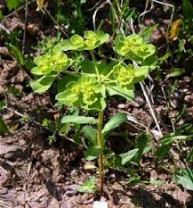 Attēlu rezultāti vaicājumam “Euphorbia helioscopia leaf”