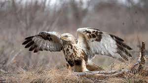 Attēlu rezultāti vaicājumam “Buteo lagopus”