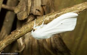 Attēlu rezultāti vaicājumam “Spilosoma sp.”