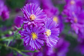 Attēlu rezultāti vaicājumam “Symphyotrichum novae-angliae flower”