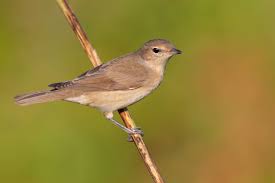 Attēlu rezultāti vaicājumam “Sylvia borin adult”