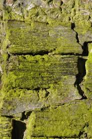 Attēlu rezultāti vaicājumam “Pleurococcus vulgaris”