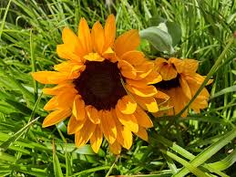 Image result for Sonnenblume