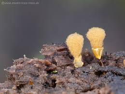 Attēlu rezultāti vaicājumam “Trichia botrytis var. cerifera”