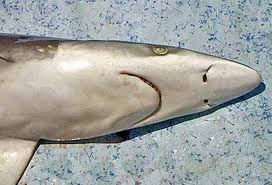 Image result for Nasolamia velox