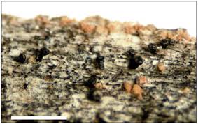 Attēlu rezultāti vaicājumam “Microcalicium disseminatum”
