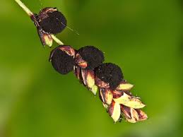 Attēlu rezultāti vaicājumam “Anthracoidea”