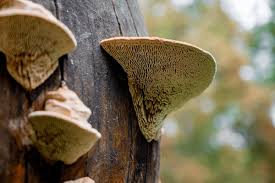 Attēlu rezultāti vaicājumam “Daedalea quercina”