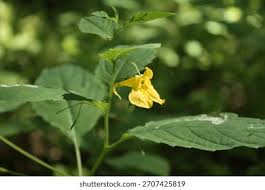 Attēlu rezultāti vaicājumam “Impatiens noli-tangere leaf”