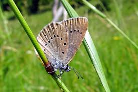 Attēlu rezultāti vaicājumam “Maculinea teleius underside”