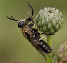 Attēlu rezultāti vaicājumam “Heptatoma pellucens”